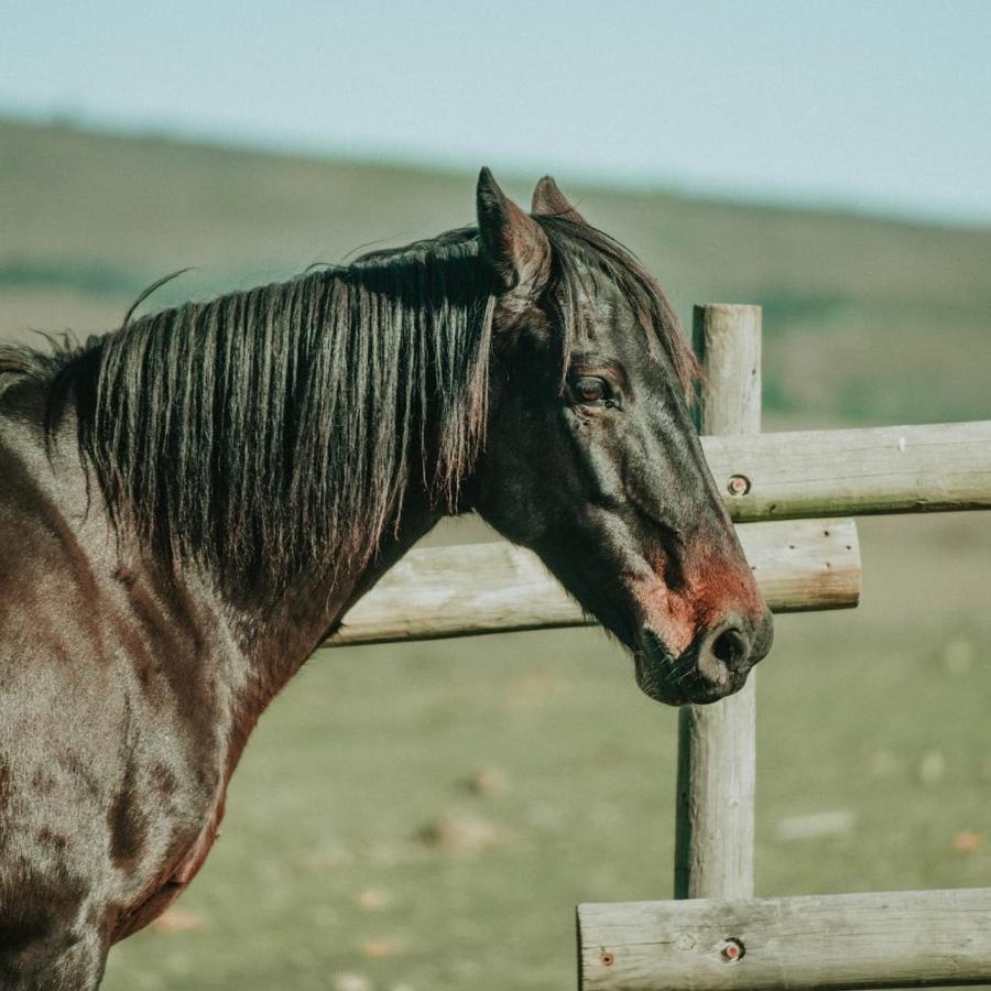 Oudebosch Guest Farm Villa Riversdale Kültér fotó
